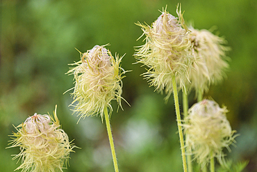 Pasqueflower seedheads (Anemone occidentalis) in its subalpine environment, Canadian Rockies, Canada, North America