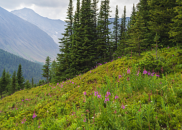 Alpine wildflower meadows with fireweed (Chamaenerion angustifolium) along the Ptarmigan Cirque Trail in summer, Kananaskis Country, Alberta, Canadian Rockies