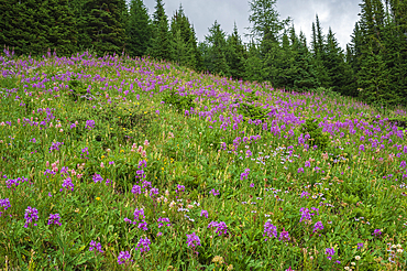 Alpine wildflower meadows with fireweed (Chamaenerion angustifolium) along the Ptarmigan Cirque Trail in summer, Kananaskis Country, Alberta, Canadian Rockies