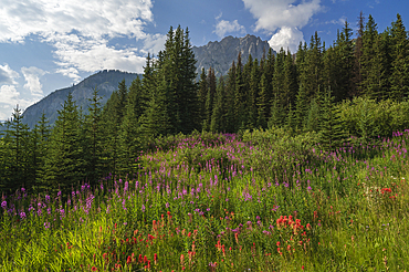 Wildflowers in an alpine meadow, Alpine Paintbrush, Fireweed, Canadian Rockies, Alberta, Canada, North America