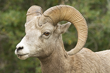 Close up of a wild Rocky Mountain Bighorn Sheep (Ovis canadensis), Jasper National Park, Canada, North America