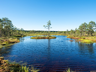 Viru bog, Lahemaa National Park, Estonia, Baltics, Europe