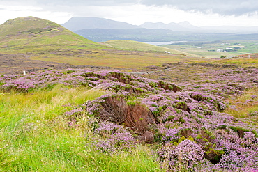 Heather-filled fields near Dunfanaghy, County Donegal, Ulster, Republic of Ireland, Europe