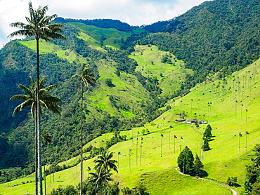 Valle de Corcora, near Salento, Colombia, South America