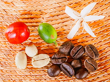 Coffee flower, ripe red coffee berry, unripe coffee berry, green coffee beans, and roasted coffee beans, Hacienda Guayabal, near Manizales, Coffee Region, Colombia, South America