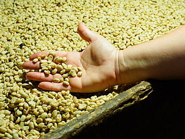 Processed coffee beans in a drying oven, Hacienda Guayabal, near Manizales, Coffee Region, Colombia, South America