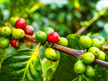 Ripe and unripe coffee berries on a bush, Hacienda Guayabal, near Manizales, Coffee Region, Colombia, South America