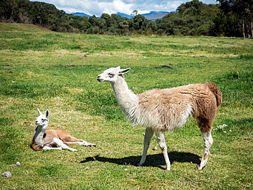 Llamas, Cotopaxi region, Andes mountains, Ecuador, South America