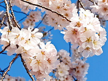 Cherry blossoms, Washington, DC, United States of America, North America