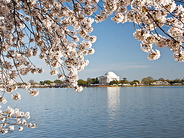 Cherry blossoms, Washington, DC, United States of America, North America