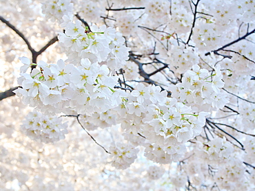 Cherry blossoms, Washington, DC, United States of America, North America