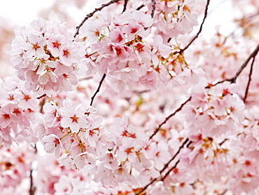 Cherry blossoms, Washington, DC, United States of America, North America