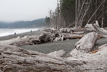 Driftwood logs, Pacific coast beach, Olympic National Park, UNESCO World Heritage Site, Washington State, United States of America, North America