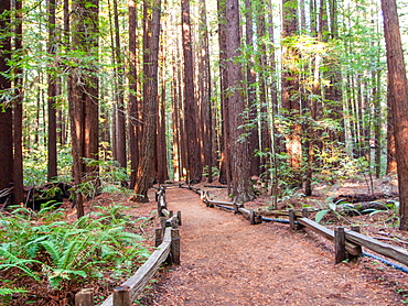 Path among California redwoods, Armstrong Woods State Park, near Guerneville, California, United States of America, North America