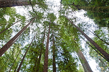 California redwoods, Armstrong Woods State Park, near Guerneville, California, United States of America, North America