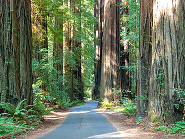 Road through the redwoods, Avenue of Giants, Humboldt Redwoods State Park, California, United States of America, North America