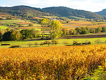 Rolling hills of vineyards gold in the fall in southern Burgundy, France, Europe