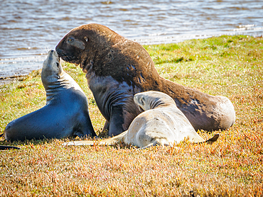 Rare New Zealand sea lions at Hoopers Inlet on Otago Peninsula, Otaago, South Island, New Zealand, Pacific