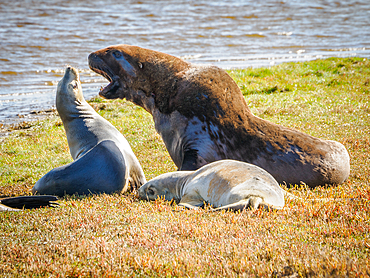 Rare New Zealand sea lions at Hoopers Inlet on Otago Peninsula, Otaago, South Island, New Zealand, Pacific