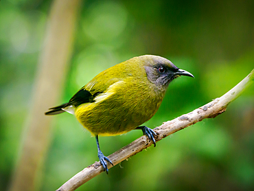 A bellbird, one of New Zealand's most melodious native songbirds, on Tiritiri Matangi sanctuary island, Hauraki Gulf, North Island, New Zealand, Pacific