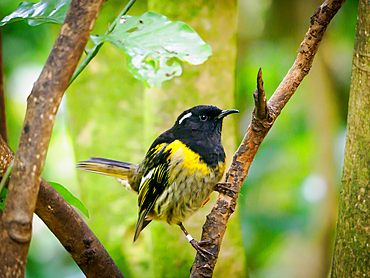 Stitchbirds, extinct on the mainland in the 1880s, but survived on predator-free islands and being reintroduced in sanctuaries like Tiritiri Matangi, Hauraki Gulf, North Island, New Zealand, Pacific