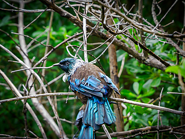 The tui, a beautiful mockingbird-like songbird, at Tiritiri Matangi island sanctuary, Hauraki Gulf, North Island, New Zealand, Pacific