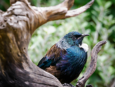 The tui, a beautiful mockingbird-like songbird, at Tiritiri Matangi island sanctuary, Hauraki Gulf, North Island, New Zealand, Pacific