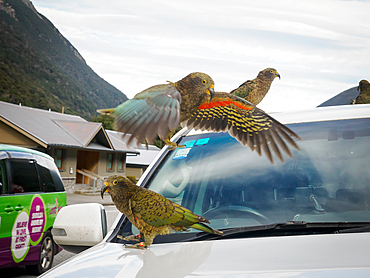 Several kea, a large alpine parrot, chewing on car in Arthur's Pass, Canterbury Region, South Island, New Zealand, Pacific