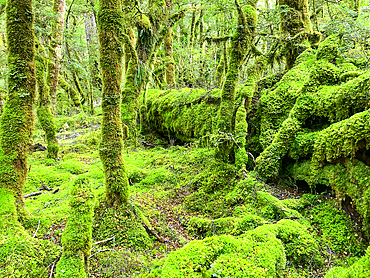 Mossy forest trails in Fiordland National Park, UNESCO World Heritage Site, Te Anau, South Island, New Zealand, Pacific