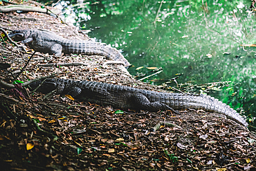 Two imposing alligators lounging on the leaf-strewn bank of a river, surrounded by thick greenery, in a natural habitat in Recreio dos Bandeirantes, Rio de Janeiro, Brazil, South America