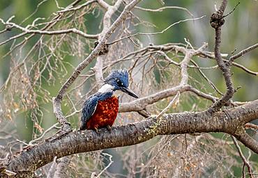 Ringed Kingfisher (Megaceryle torquata) by the Gutierrez Lake, Nahuel Huapi National Park, Rio Negro Province, Argentina, South America