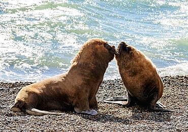 South American Sea Lions (Otaria flavescens), males, Punta Ninfas, Atlantic Coast, Chubut Province, Patagonia, Argentina, South America