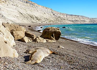 Southern Elephant Seal (Mirounga leonina), two females, Punta Ninfas, Atlantic Coast, Chubut Province, Patagonia, Argentina, South America