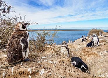 Magellanic penguins (Spheniscus magellanicus) in Caleta Valdes, Valdes Peninsula, Chubut Province, Patagonia, Argentina, South America