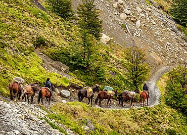 Horse transport on the trail to Refugio Chileno, Torres del Paine National Park, Patagonia, Chile, South America