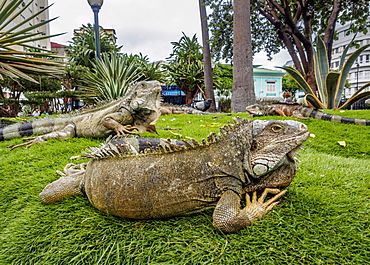 Iguanas in Seminario Park, known as Iguanas Park, Guayaquil, Guayas Province, Ecuador, South America