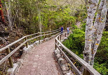 Palo Santo Forest by the Tortuga Bay trail, Santa Cruz (Indefatigable) Island, Galapagos, UNESCO World Heritage Site, Ecuador, South America