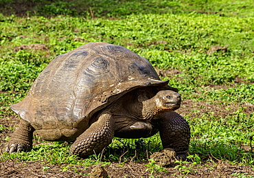 Giant Tortoise, El Chato, Highlands of Santa Cruz (Indefatigable) Island, Galapagos, UNESCO World Heritage Site, Ecuador, South America