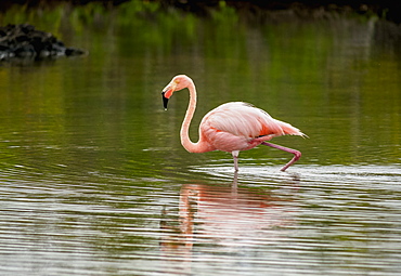 Greater flamingo (Phoenicopterus roseus), Lagoon by the Bachas Beach, Santa Cruz (Indefatigable) Island, Galapagos, UNESCO World Heritage Site, Ecuador, South America