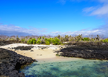 Beach in the Dragon Hill area, Santa Cruz (Indefatigable) Island, Galapagos, UNESCO World Heritage Site, Ecuador, South America