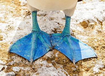 Blue-footed booby feet (Sula nebouxii), Punta Pitt, San Cristobal (Chatham) Island, Galapagos, UNESCO World Heritage Site, Ecuador, South America