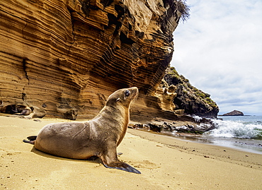 Sea Lion (Zalophus wollebaeki) on the beach at Punta Pitt, San Cristobal (Chatham) Island, Galapagos, UNESCO World Heritage Site, Ecuador, South America