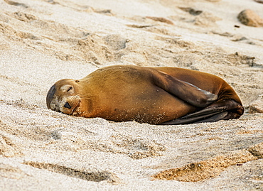 Sea Lion (Zalophus wollebaeki), Punta Carola Beach, San Cristobal (Chatham) Island, Galapagos, UNESCO World Heritage Site, Ecuador, South America