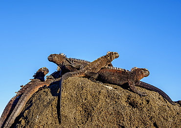 Marine iguanas (Amblyrhynchus cristatus), San Cristobal (Chatham) Island, Galapagos, UNESCO World Heritage Site, Ecuador, South America