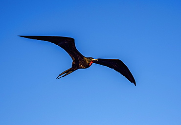 Magnificent frigatebird (Fregata magnificens) near Bartolome Island, Galapagos, UNESCO World Heritage Site, Ecuador, South America