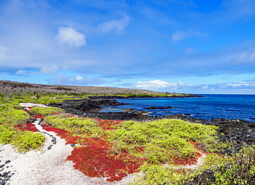 Landscape of the coast near Puerto Velazco Ibarra, Floreana (Charles) Island, Galapagos, UNESCO World Heritage Site, Ecuador, South America