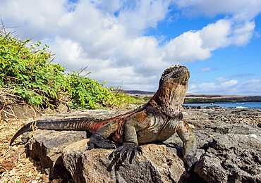 Marine iguana (Amblyrhynchus cristatus), Floreana (Charles) Island, Galapagos, UNESCO World Heritage Site, Ecuador, South America