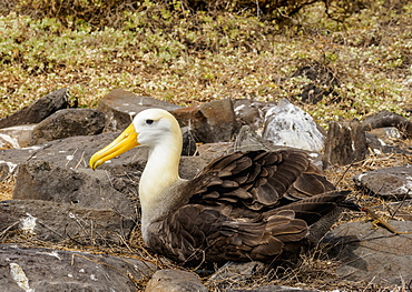 Waved albatross (Phoebastria irrorata), Punta Suarez, Espanola (Hood) Island, Galapagos, UNESCO World Heritage Site, Ecuador, South America