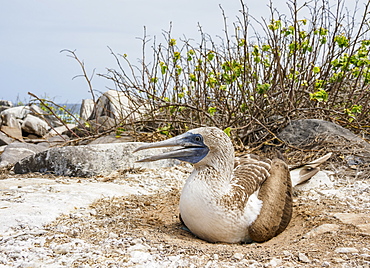 Blue-footed booby (Sula nebouxii) on a nest, Punta Suarez, Espanola (Hood) Island, Galapagos, UNESCO World Heritage Site, Ecuador, South America