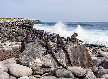 Marine iguanas (Amblyrhynchus cristatus), Punta Suarez, Espanola (Hood) Island, Galapagos, UNESCO World Heritage Site, Ecuador, South America